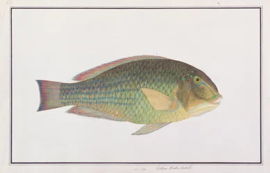 Poisson-dent, de dessins de poissons de Malacca, c.1805-18